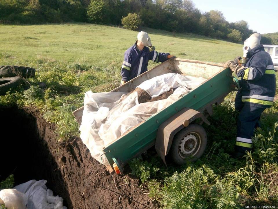 На Донеччині загинули 30 диких кабанів, ймовірно від африканської чуми свиней