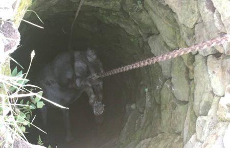На Хмельниччині офіцери ДСНС врятували коня, що впав у колодязь (ФОТО)