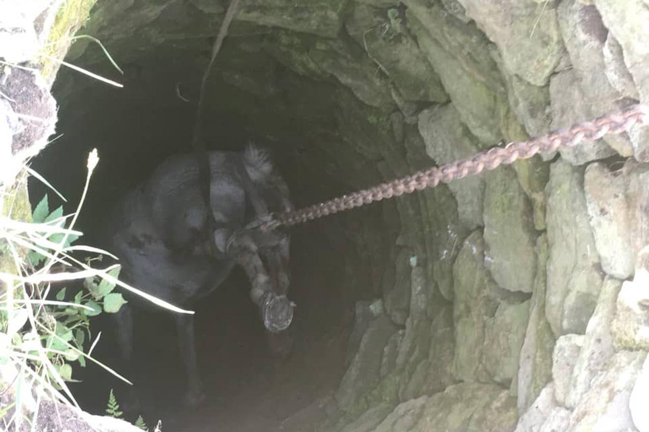 На Хмельниччині офіцери ДСНС врятували коня, що впав у колодязь (ФОТО)
