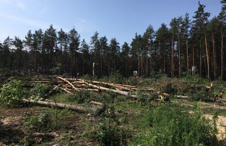 Що залишилось від лісу в Гостомелі?