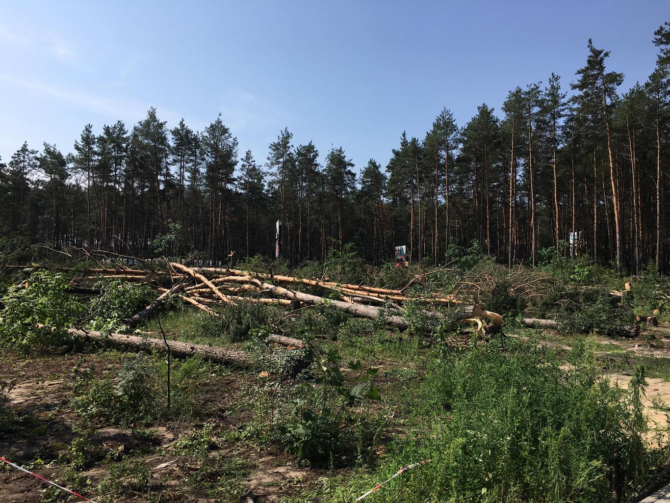 Що залишилось від лісу в Гостомелі?