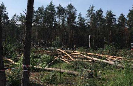 Для розслідування випадків незаконної вирубки лісі достатньо двох місяців, - Масі Наєм