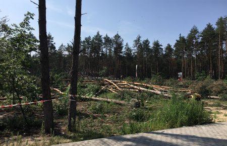 Повалений ліс у Гостомелі: засідання суду відклали