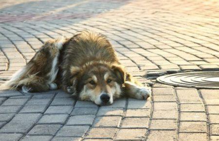 Поліція Вінниці розпочала кримінальне провадження через загибель собаки, з якого здерли шкіру