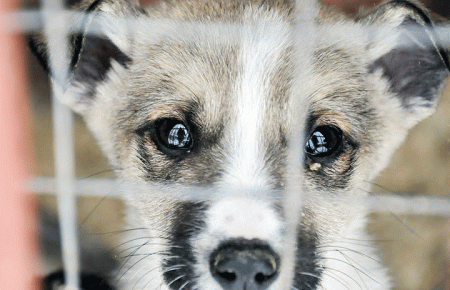 У Кропивницькому шістьох цуценят знайшли зі слідами жорстоких знущань