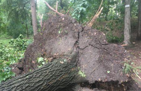 Нічна негода: у Ботсаду імені Фоміна повалило дерева (ФОТО)