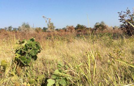 Французький винороб заявляє, що в Одесі підпалили його виноградники (ФОТО)