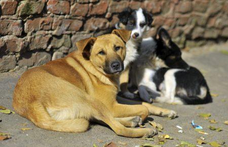 Спілкування з тваринами покращує настрій і робить людей щасливішими, — Супрун