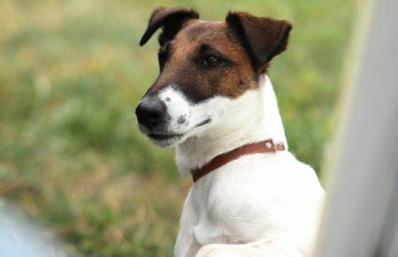 Как суперпес Фокстер поможет обитателям приюта «Сириус»?