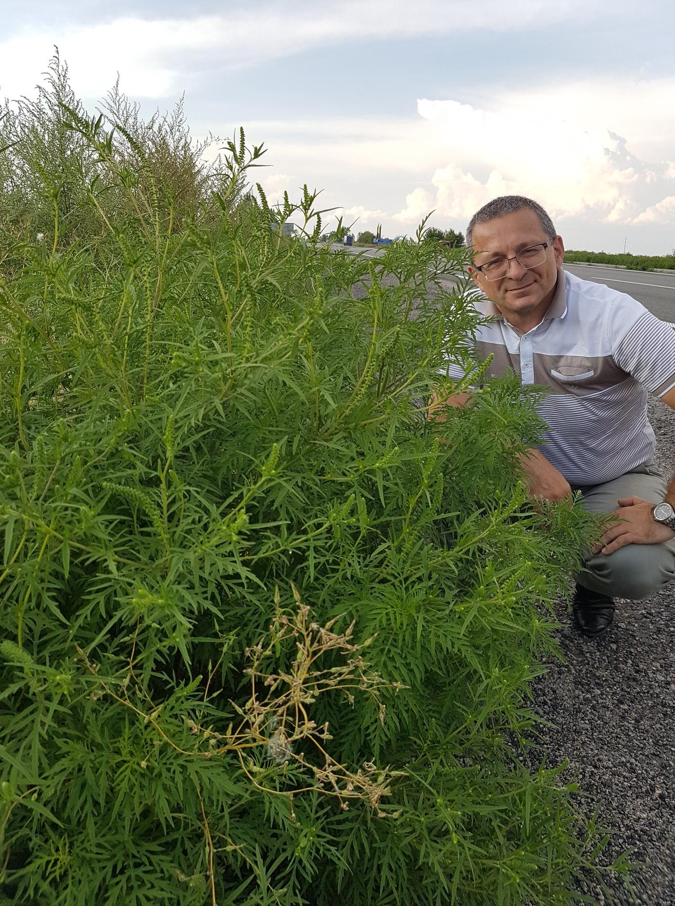 Пік цвітіння амброзії: що мають робити алергики і місцеві органи влади?