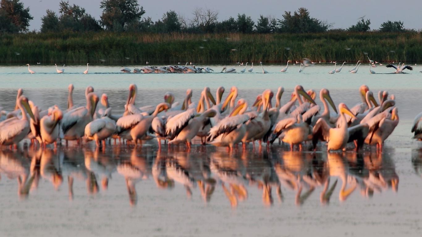На Одещині протистояння між співробітниками парку Тузловські лимани та мисливцями: за 2,5 роки порушено до 60 кримінальних проваджень