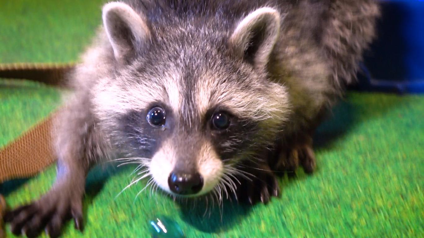 «Хвостата хвиля»: Єнот Жорік з Оболоні