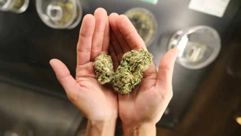 У Нідерландах розпочали експеримент, щоб спробувати повністю легалізувати марихуану
