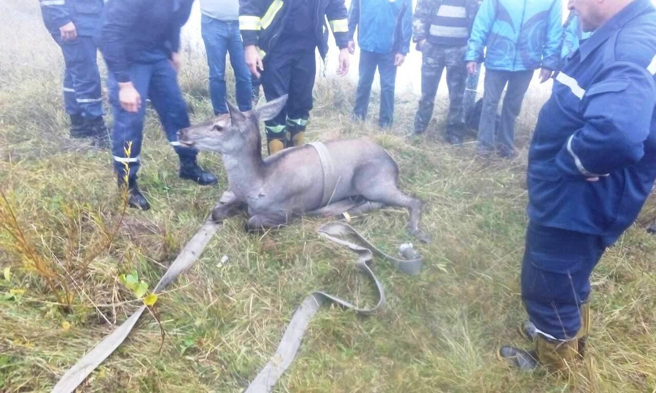 На Львівщині рятувальники врятували оленицю, яка впала у басейн спортивного центру