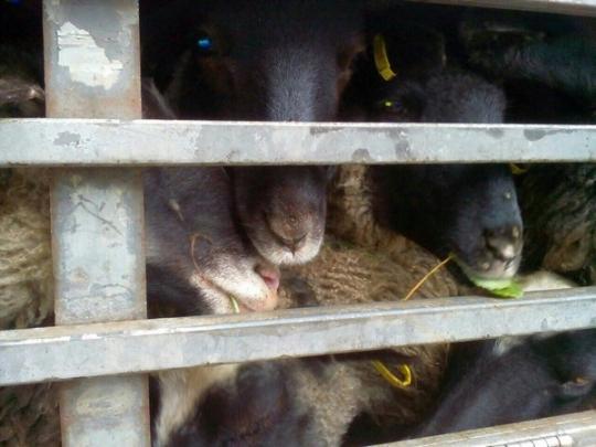 Держпродспоживслужба почала перевірку через ситуацію з вівцями у порту Чорноморська