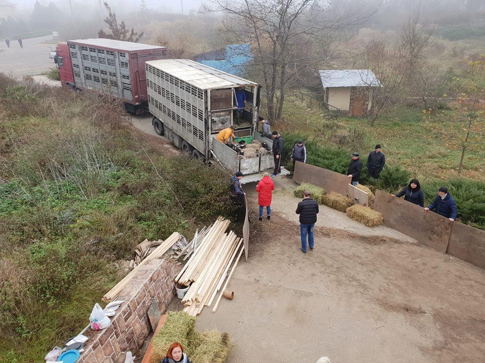 Овець, що два тижні стояли у порту, привезли на ферму в Одесі