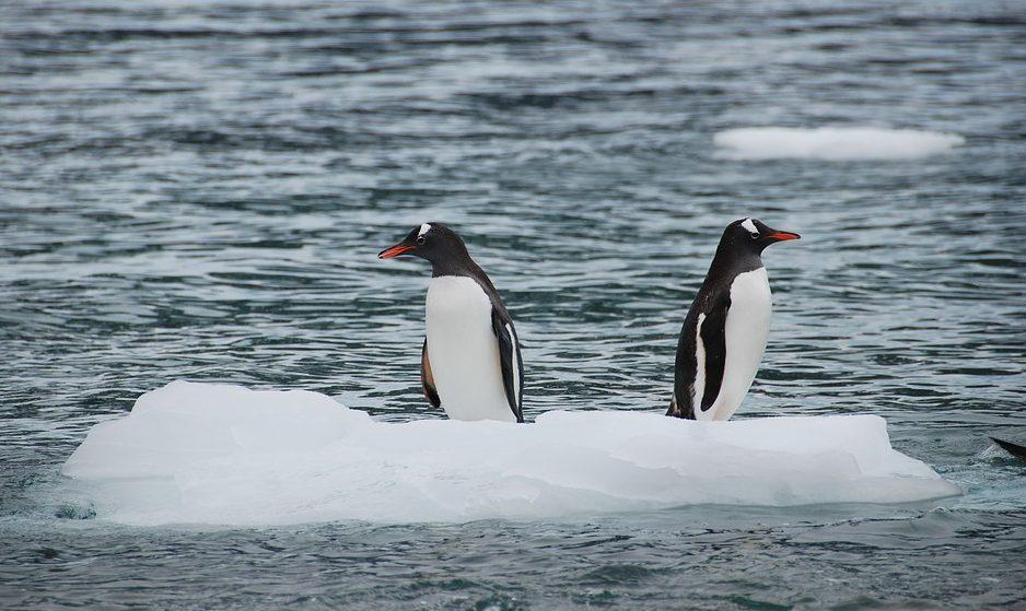 Школярі рахуватимуть пінгвінів, щоб визначити популяцію антарктичного криля
