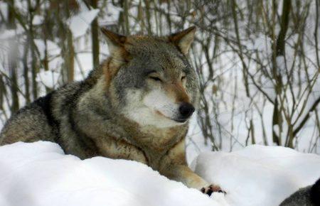 Чи можна одомашнити вовка своїми руками?