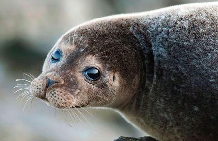 У Канаді десятки морських котиків заблокували рух транспорту