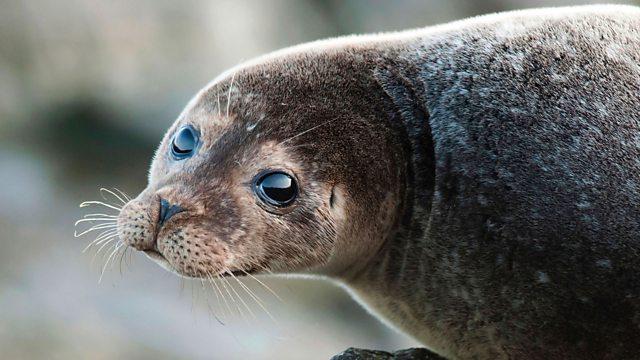 У Канаді десятки морських котиків заблокували рух транспорту