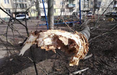 В Одесі під час буревію на чоловіка впало дерево, він у лікарні (фото)