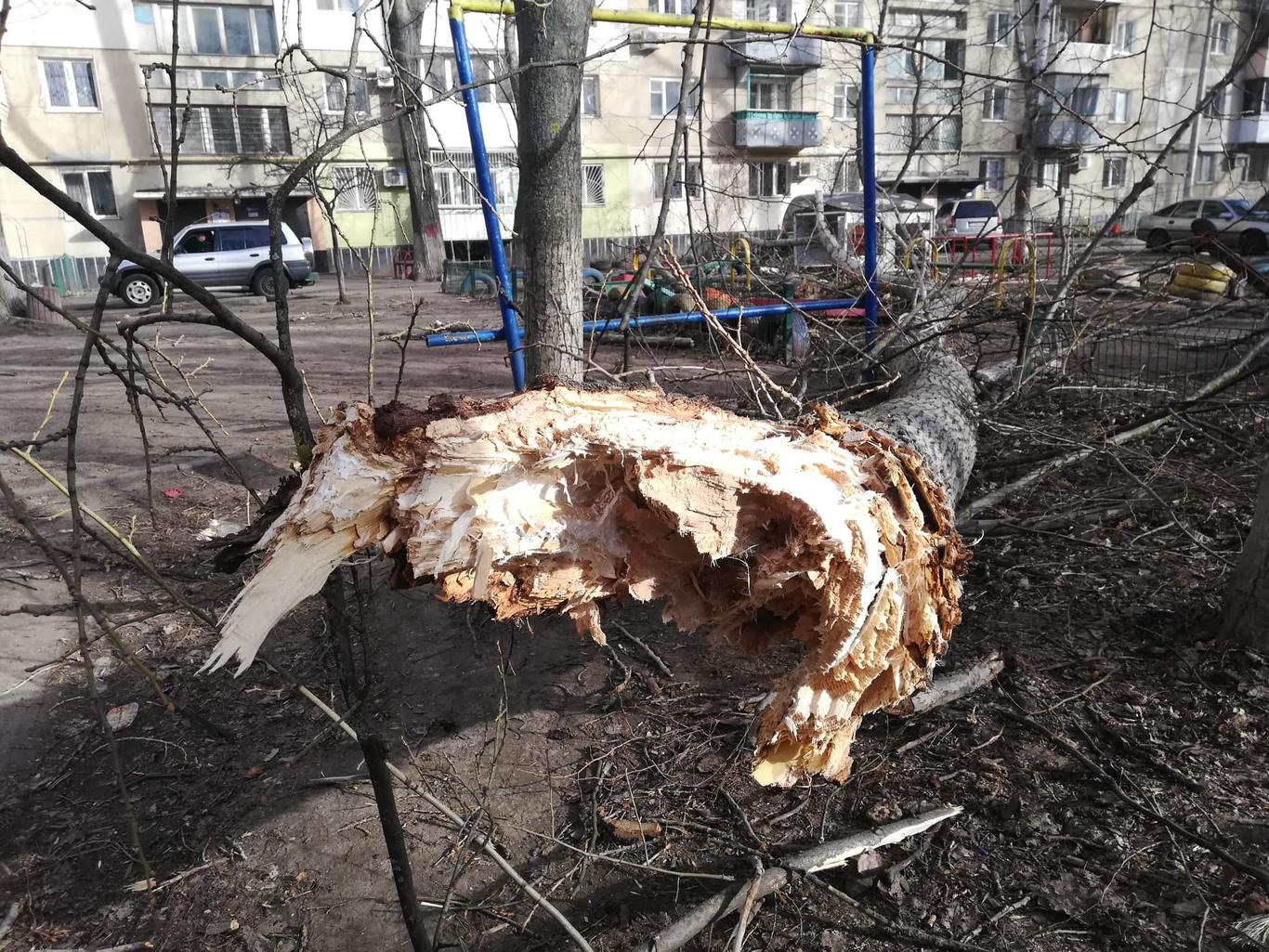 В Одесі під час буревію на чоловіка впало дерево, він у лікарні (фото)