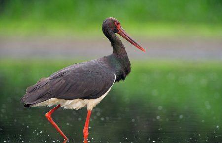 Зоопарки стають Ноєвим ковчегом, який зберігає види, що зникають — кандидатка біологічних наук