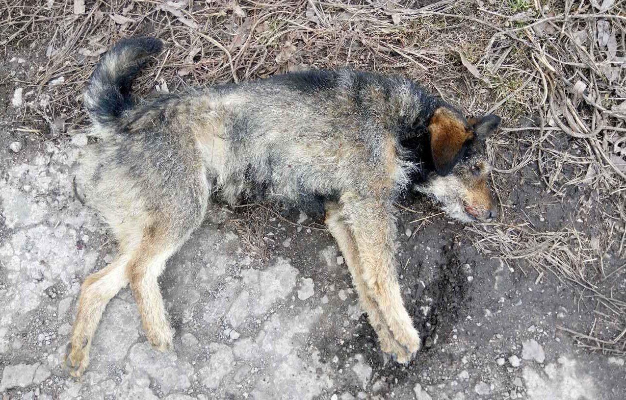 У Кривому Розі перевіряють ймовірну причетність поліцейського до знущання над собакою