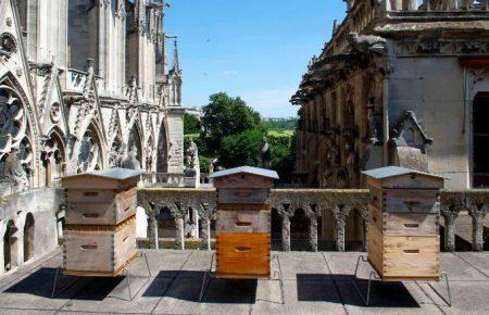 Близько 180 тисяч бджіл з даху Собору паризької Богоматері вижили після пожежі