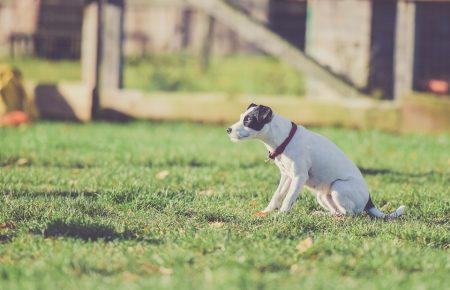 Як підготуватися до прогулянки з собакою та підібрати амуніцію: поради кінолога