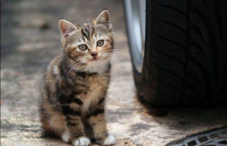 Міська влада Львова вирішила підрахувати вуличних котів