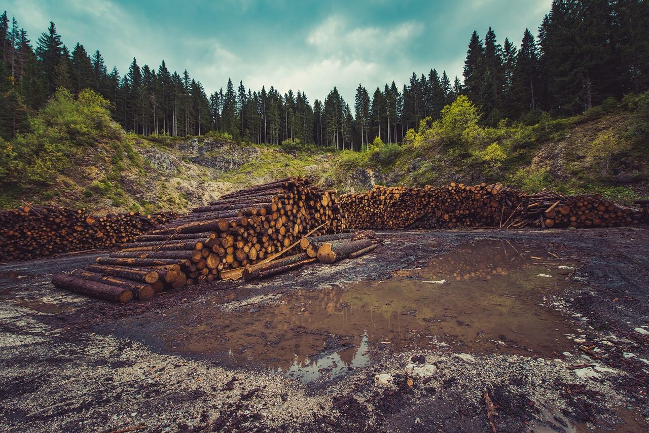 Як перевірити, чи законно рубають ліс?