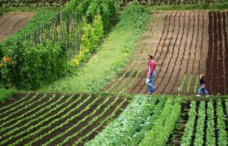 Понад 50% опитаних КМІС українців проти скасування мораторію на продаж землі