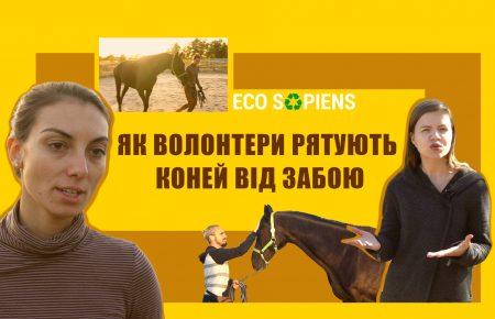 Коні не винні. Як врятувати породистих тварин від забою