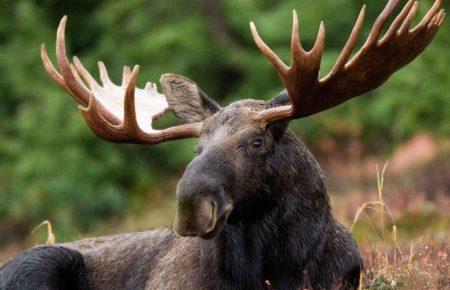 Касаційний суд залишив лося у Червоній книзі України