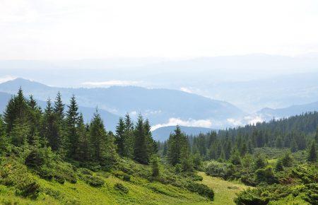 Рада підтримала мораторій на суцільну вирубку лісів Карпат