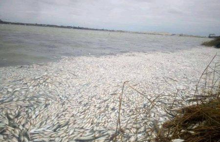 Мор риби на Херсонщині: поліція відкрила провадження