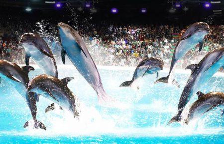 В Україні можуть заборонити дельфінарії — розроблено законопроєкт