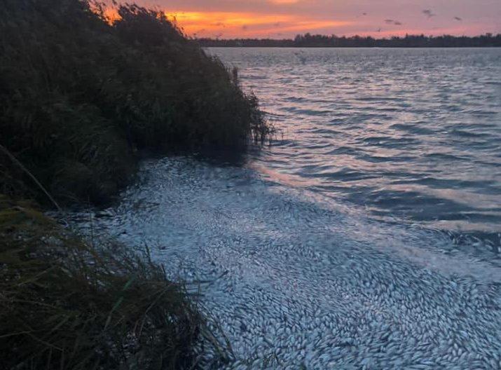 Збитки від мору риби на Херсонщині склали майже два мільйони гривень — ОДА