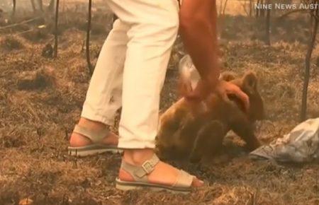 В Австралії жінка врятувала коалу від лісової пожежі (відео)