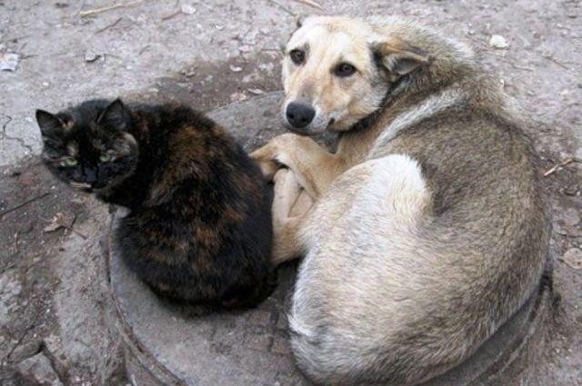 Як діяти, коли ви бачите знущання над тваринами