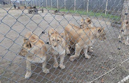 П'ятьох левів з України планують до кінця тижня випустити в Африці — їх везуть до аеропорту  (фото)