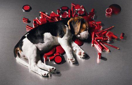 Білки та друк на 3D-принтері: які є альтернативи тестуванню на тваринах?