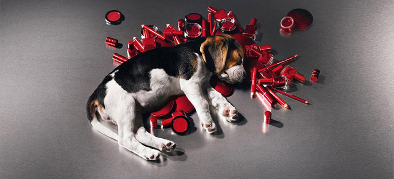 Білки та друк на 3D-принтері: які є альтернативи тестуванню на тваринах?