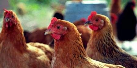 Україна увійшла до топ-5 світових експортерів курятини — Милованов