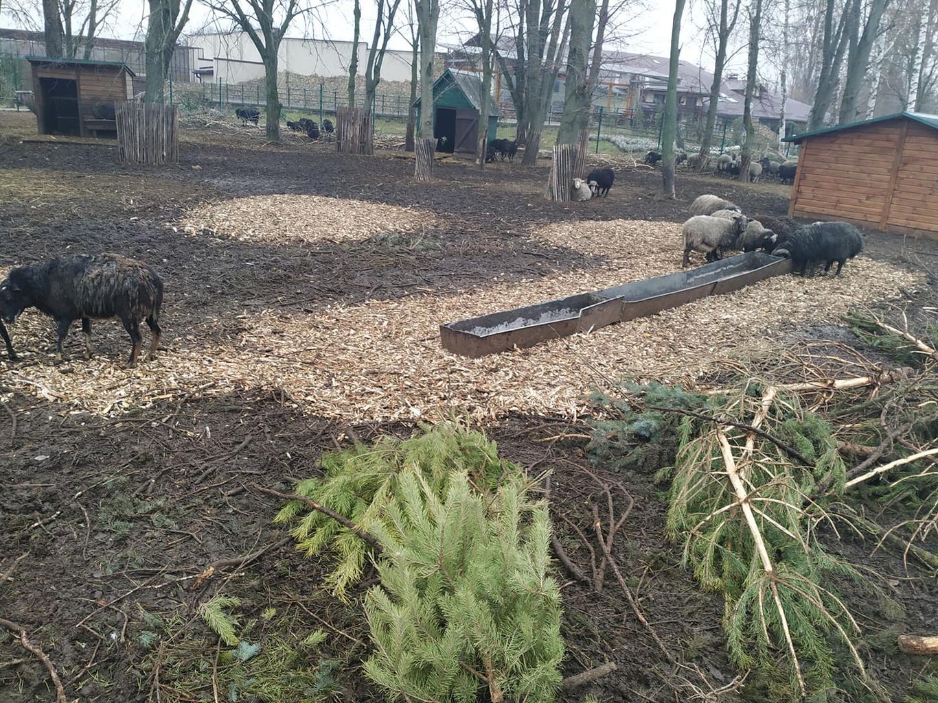 Луцький зоопарк приймає новорічні ялинки та сосни — ними підгодовують звірів