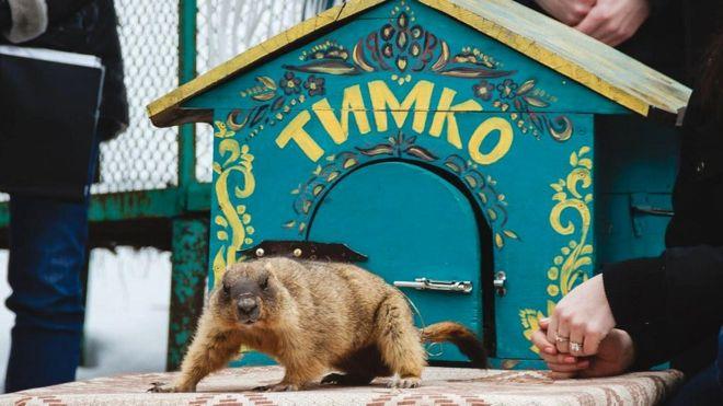 Бабак Тимко ще спить, але, сподіваємось, незабаром передбачить нам хорошу погоду  — Віктор Токарський