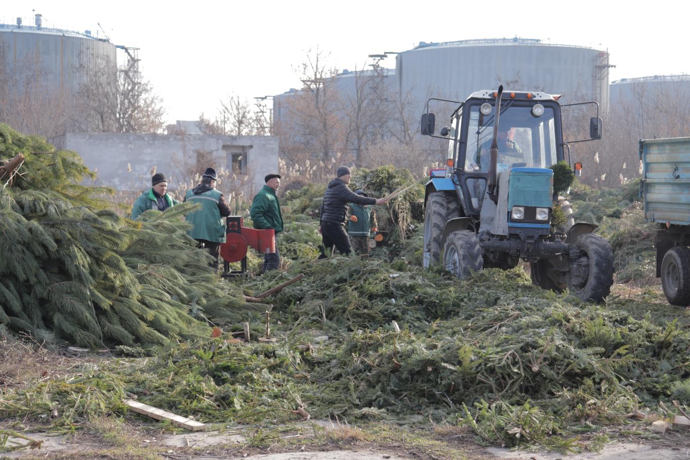 В Одесі до першого лютого новорічні ялинки можна обміняти на цукерки