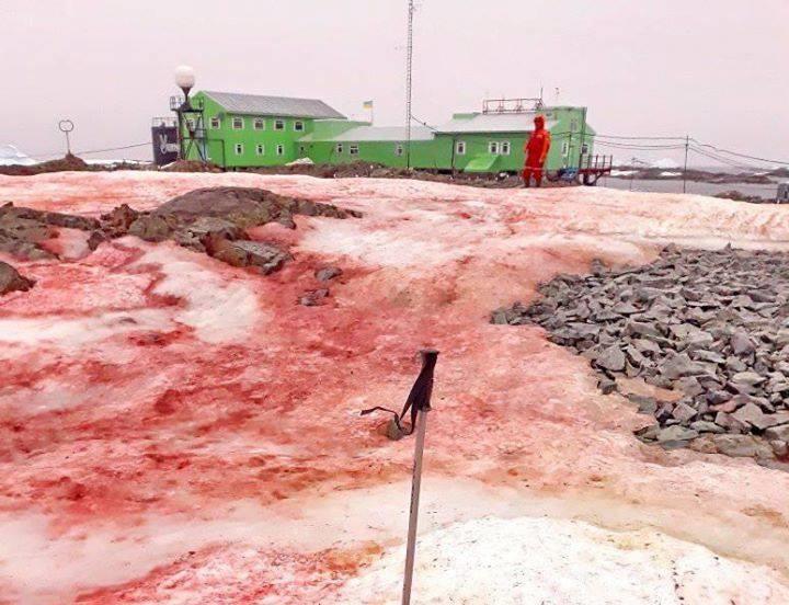 Красный снег в Антарктиде — это водоросли защищаются от стресса, ничего фантастического — Дикий
