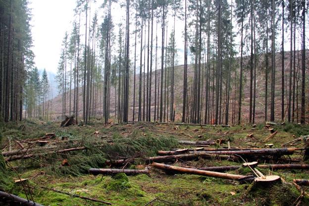Еколог: Україна, мабуть, єдина країна Європи, де понад половину деревини заготовлюють санітарними рубками